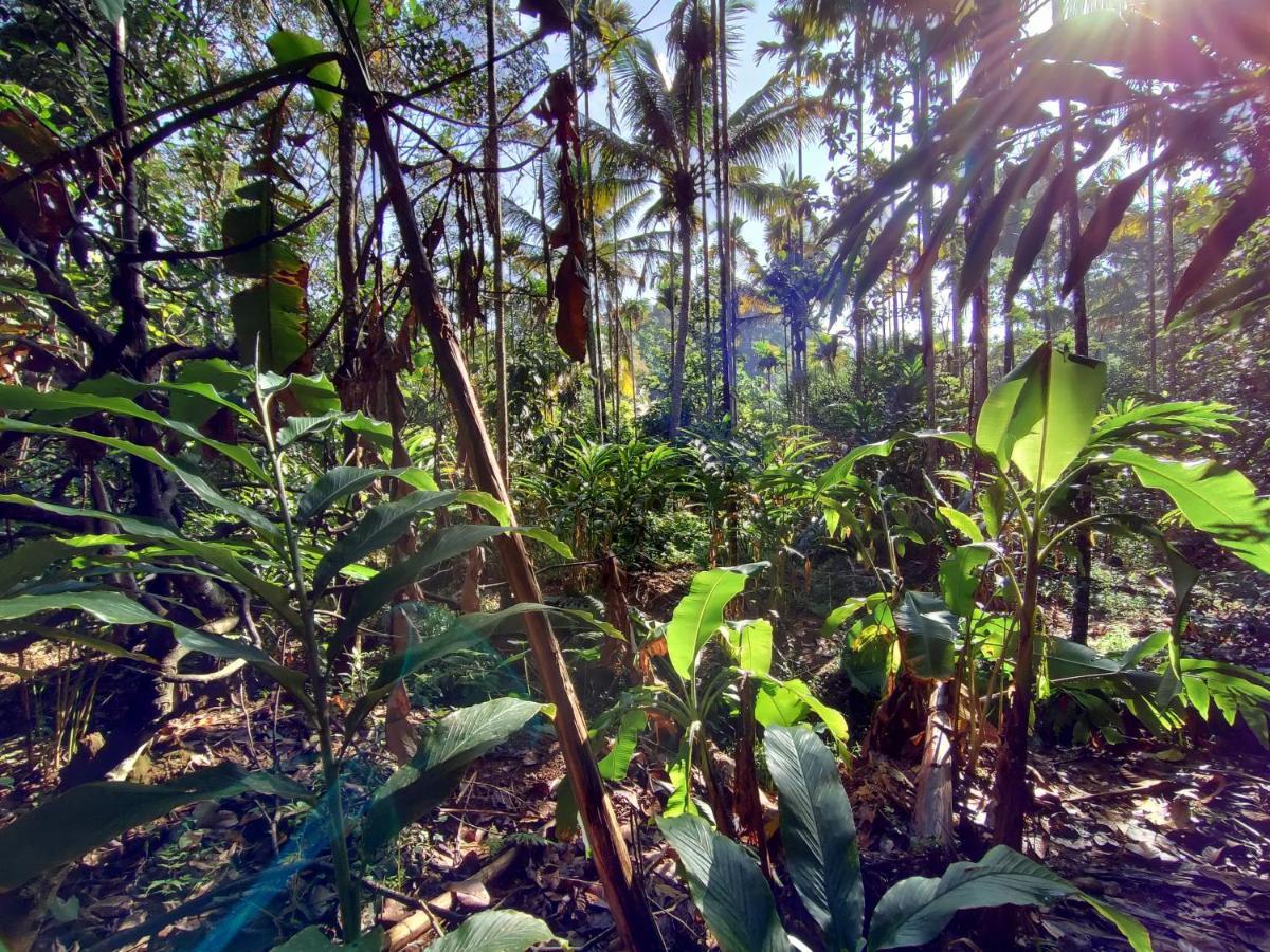 Maliyeckal Homestay Munnar Eksteriør bilde
